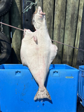 Fresh Atlantic Halibut