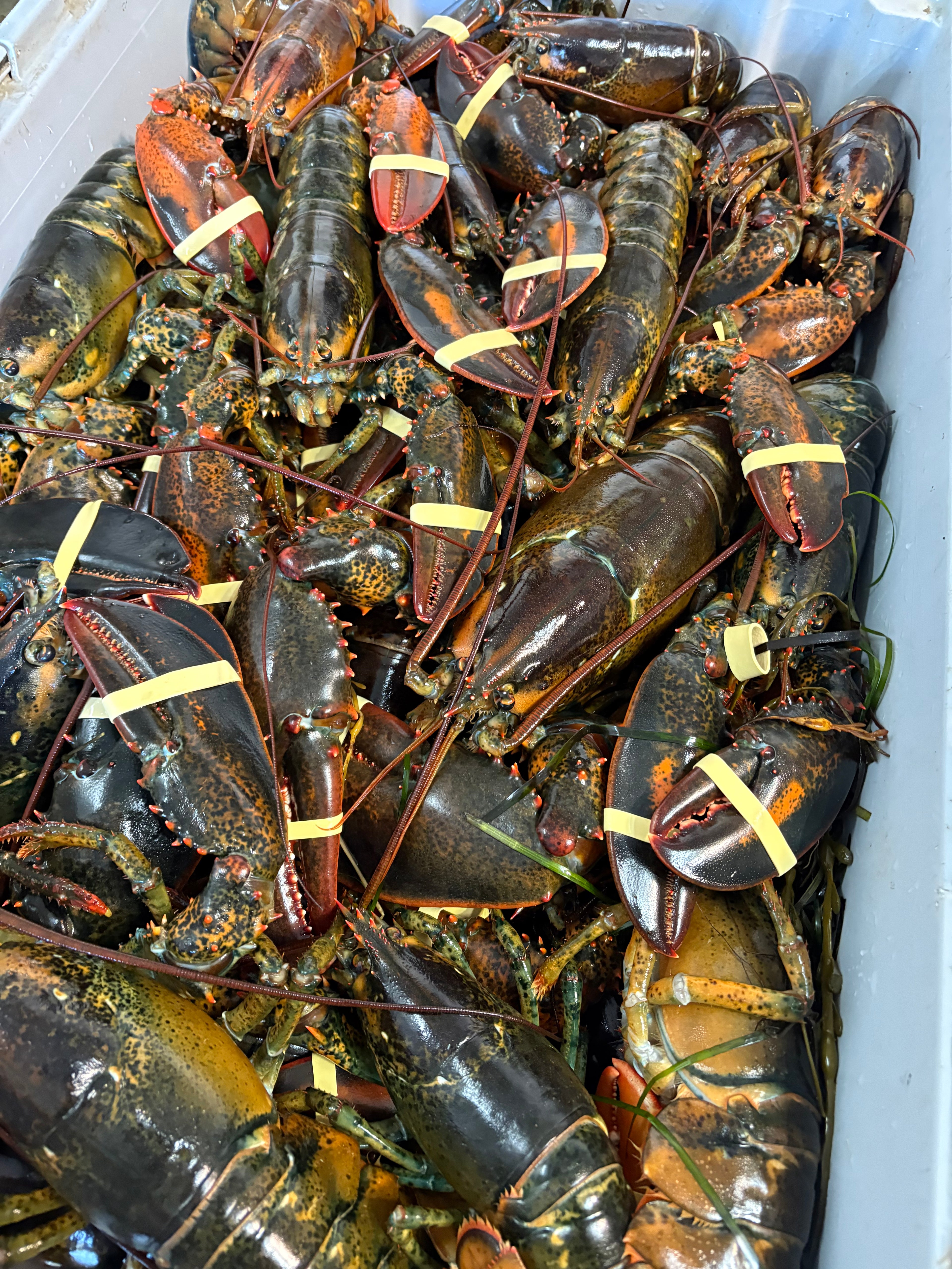 Live Lobster Box – In Season